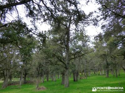 La Fuentona y el Sabinar de Calatañazor; viajes de senderismo marzo;senderismo nivel bajo